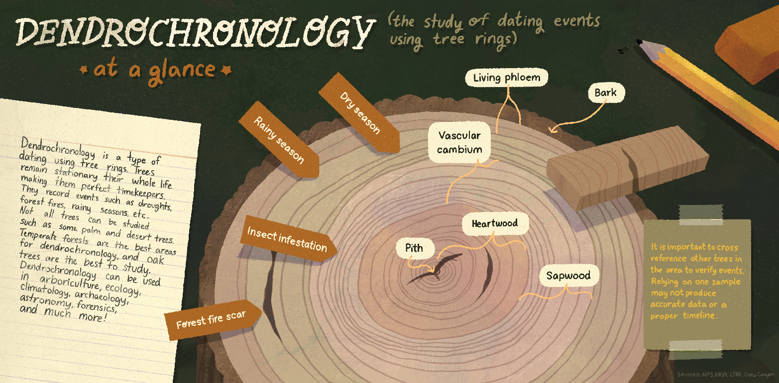 An illustrated infographic with information about Dendrochronology